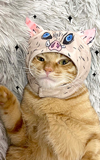 KNY Inosuke Haustier Katze Cosplay Kopfbedeckung Hut